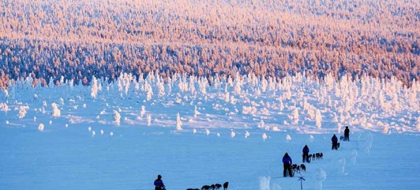Lapland Husky Safari from Saariselkä