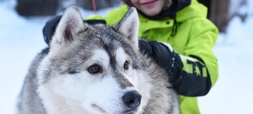 Lapland Husky Safari from Saariselkä