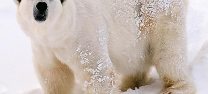 Lapland Ranua Zoo Guided Trip from Rovaniemi