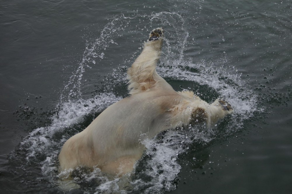 Lapland Ranua Zoo Guided Trip from Rovaniemi - Rovaniemi | Project ...