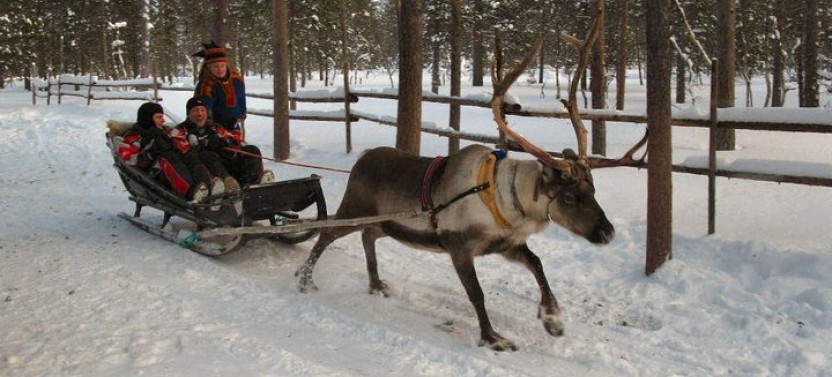 Lapland Reindeer Safari from Saariselkä