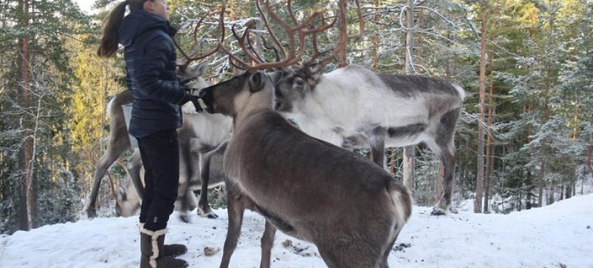 Lapland Reindeer Safari from Saariselkä