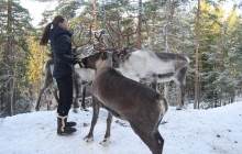 Lapland Reindeer Safari from Saariselkä