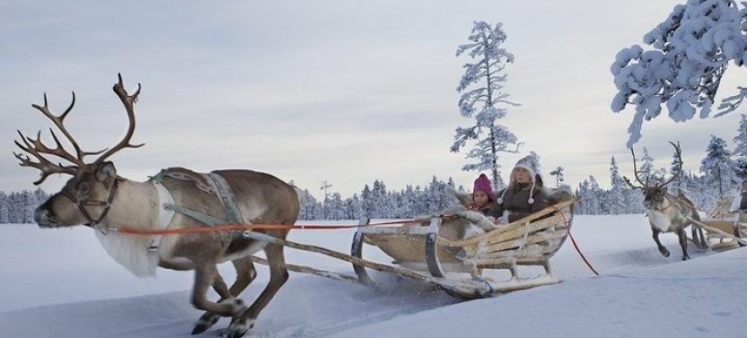 Lapland Reindeer Safari from Saariselkä