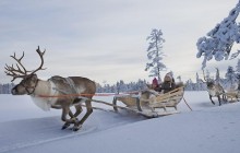 Lapland Reindeer Safari from Saariselkä