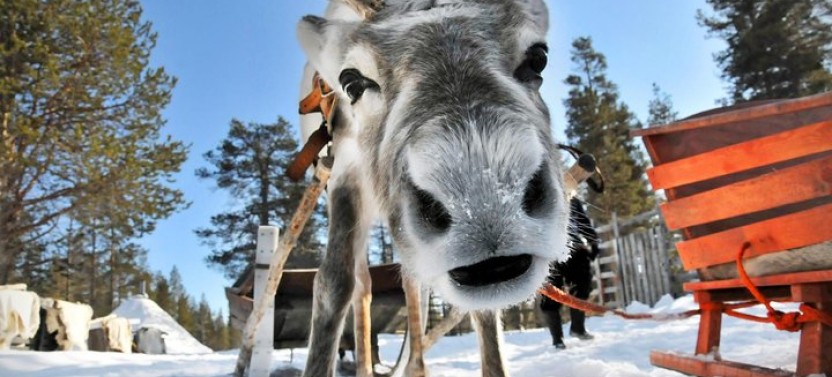 Lapland Reindeer Safari from Saariselkä