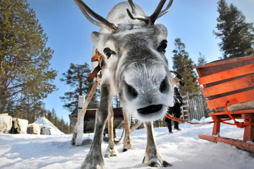 Lapland Reindeer Safari from Saariselkä