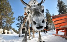 Lapland Reindeer Safari from Saariselkä