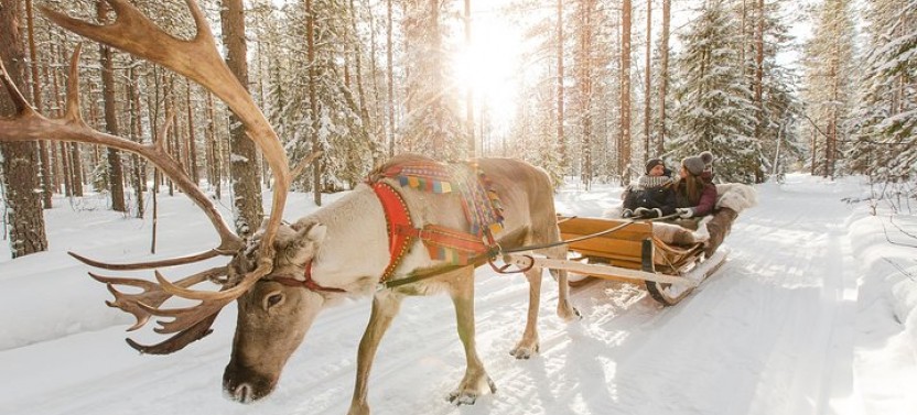Lapland Reindeer Safari from Rovaniemi