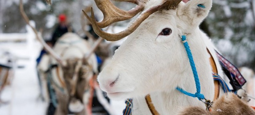 Lapland Reindeer Safari from Rovaniemi