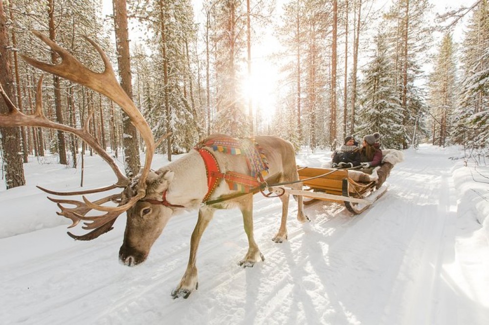 Lapland Reindeer & Husky Safari from Rovaniemi