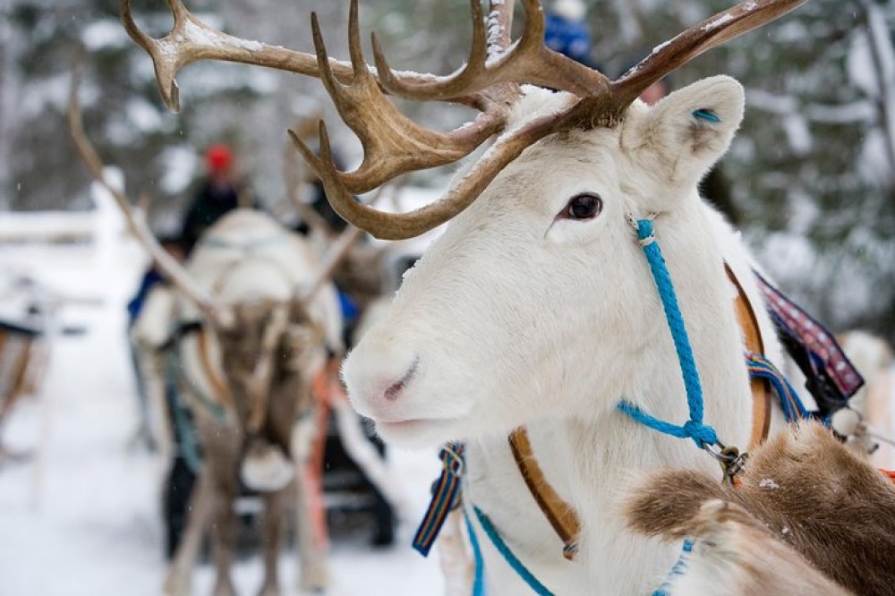 Lapland Reindeer & Husky Safari from Rovaniemi