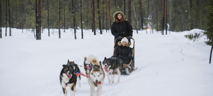 Husky Safari from Rovaniemi including Husky Sled Ride