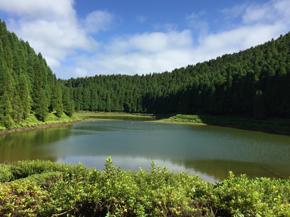 São Miguel Azores: Half-Day Whale Watching Trip