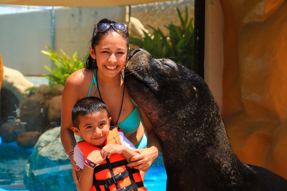 Sea Lion Discovery + Waterpark In Puerto Vallarta