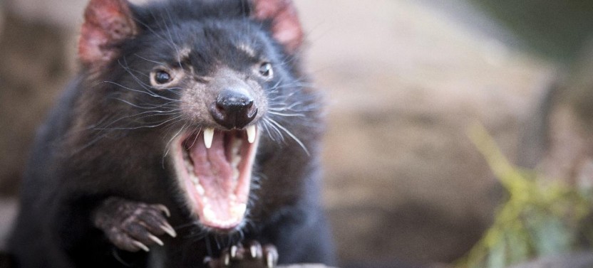 Port Arthur & Tassie Devils