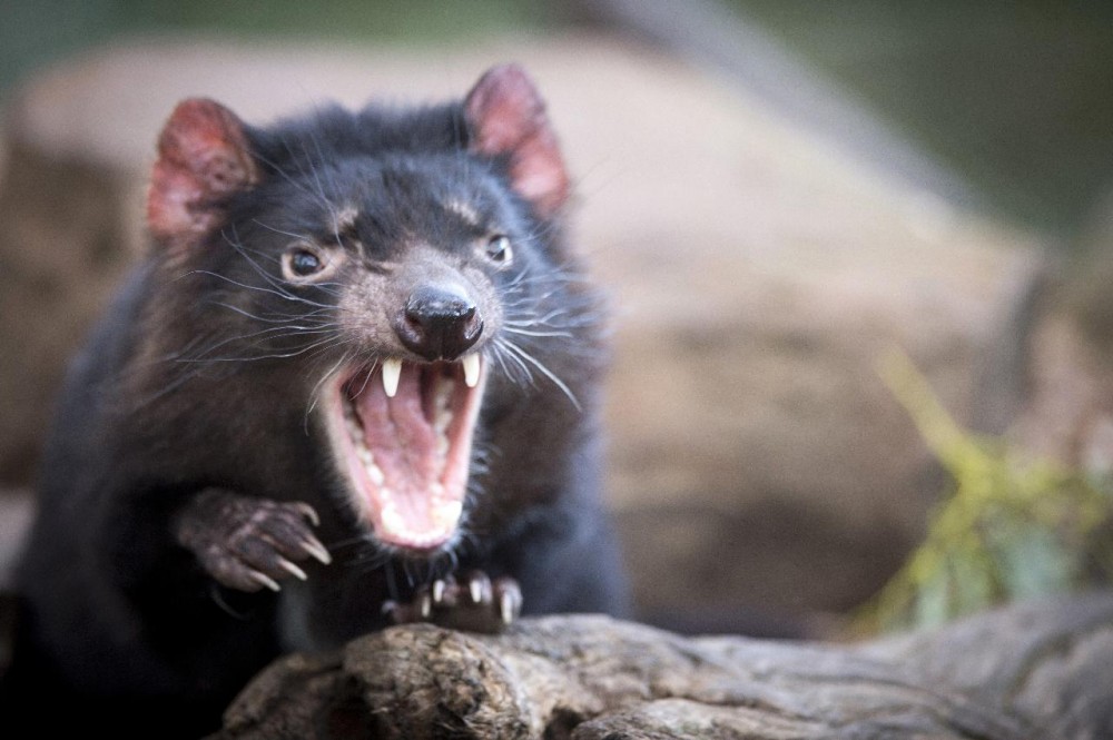 Port Arthur & Tassie Devils