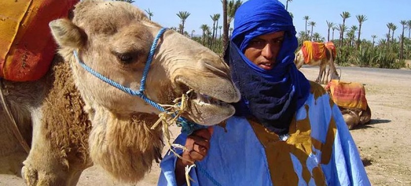 Private Sunset Camel Ride in The Palmeraie Oasis