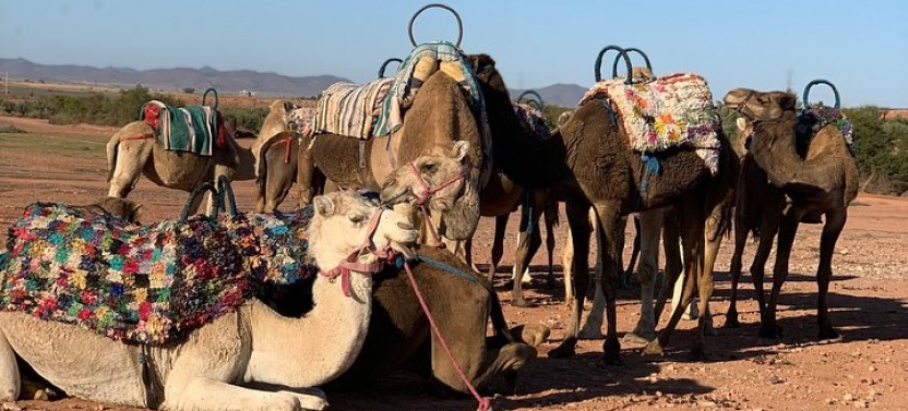 Private Half Day Agafay Desert Camel Ride Tour