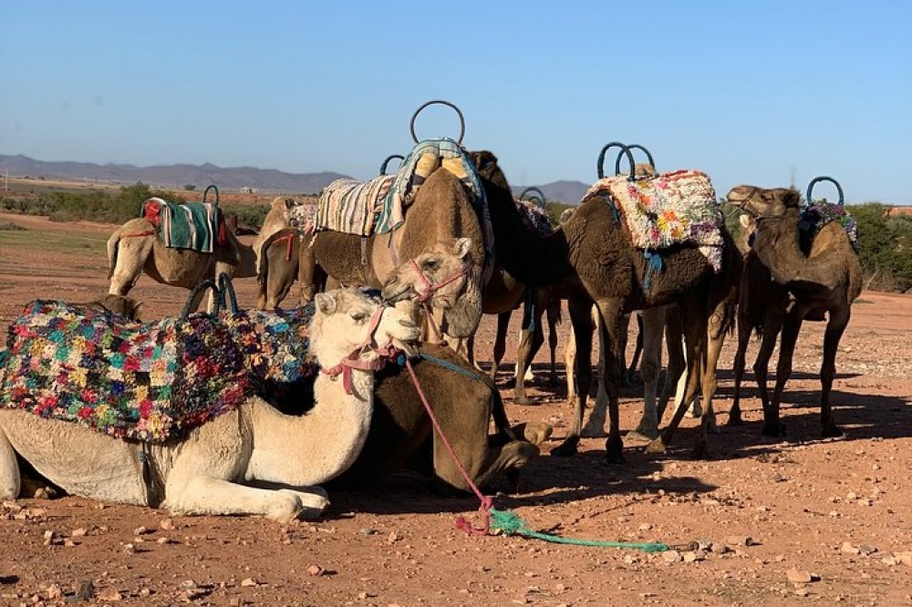 Private Half Day Agafay Desert Camel Ride Tour - Marrakesh | Project ...