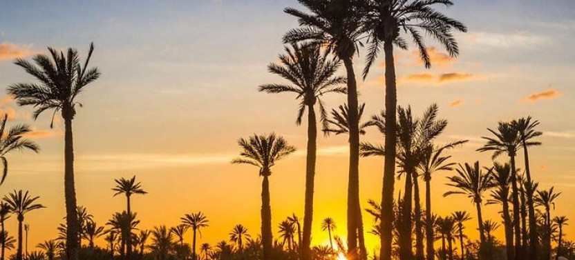 Private Sunset Camel Ride in The Palmeraie Oasis