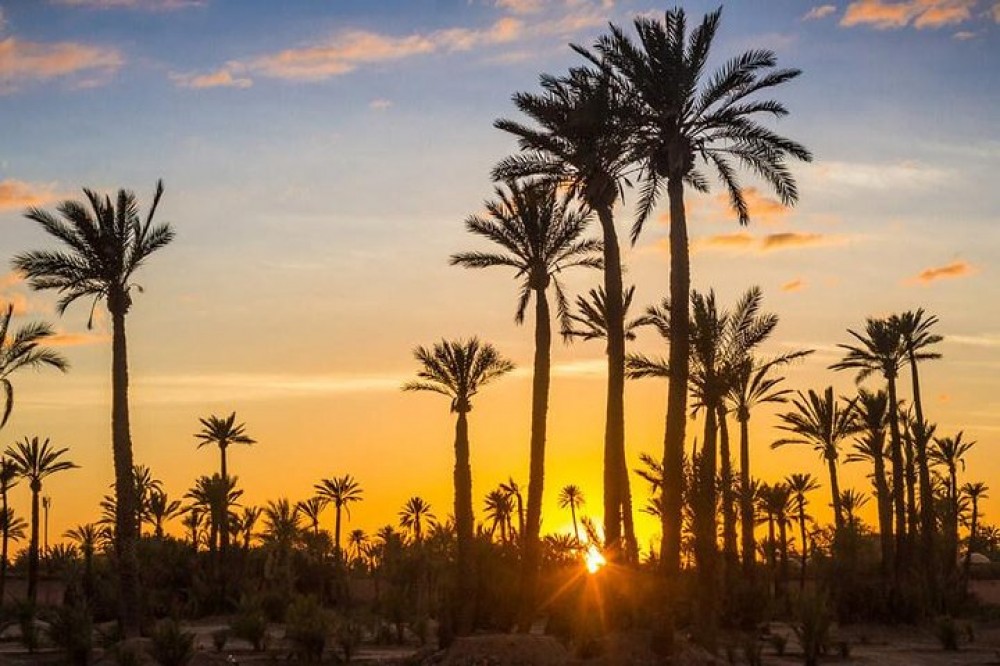 Private Sunset Camel Ride in The Palmeraie Oasis