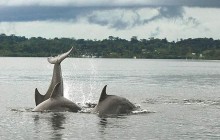 Dolphin Bay Preserve