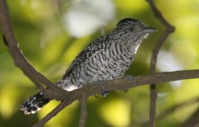 Panama Guided Birding Tours