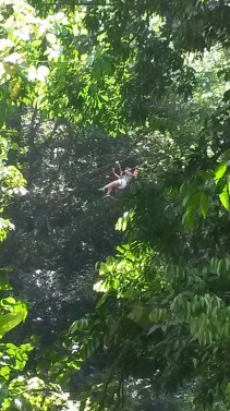 Canopy Adventures at El Valle