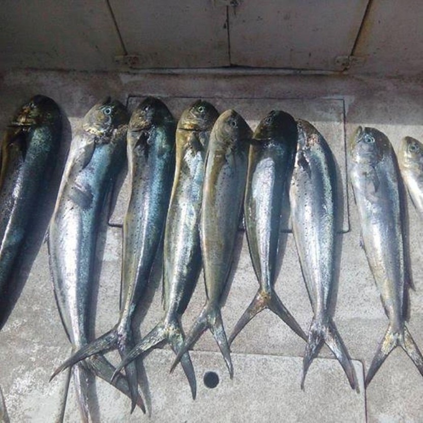 Spear Fishing