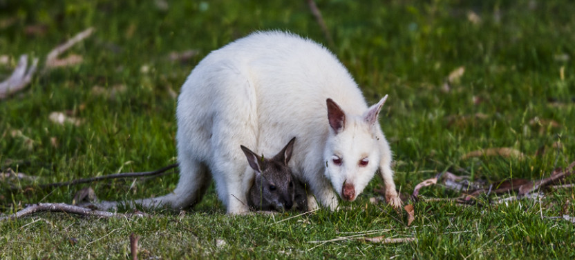 Bruny Island Traveller - Full Day Gourmet Food and Nature Tour