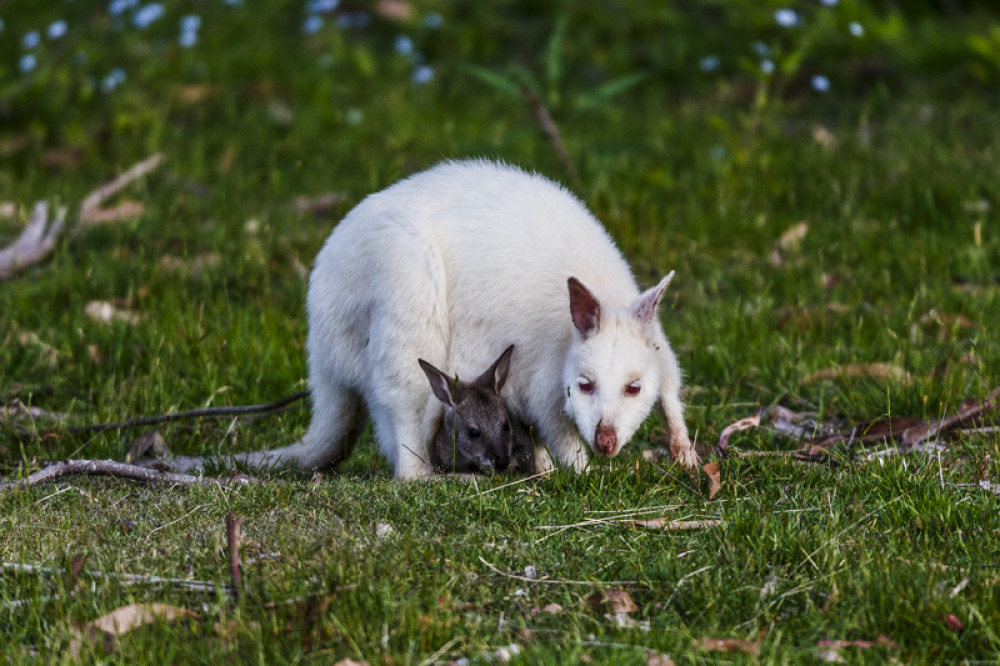 Bruny Island Traveller - Full Day Gourmet Food and Nature Tour