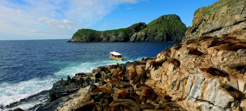 Bruny Island Wilderness Cruise from Adventure Bay
