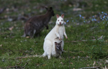 Pennicott Wilderness Journeys8