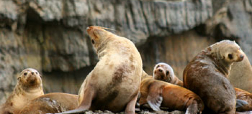Tasman Island Wilderness Cruise