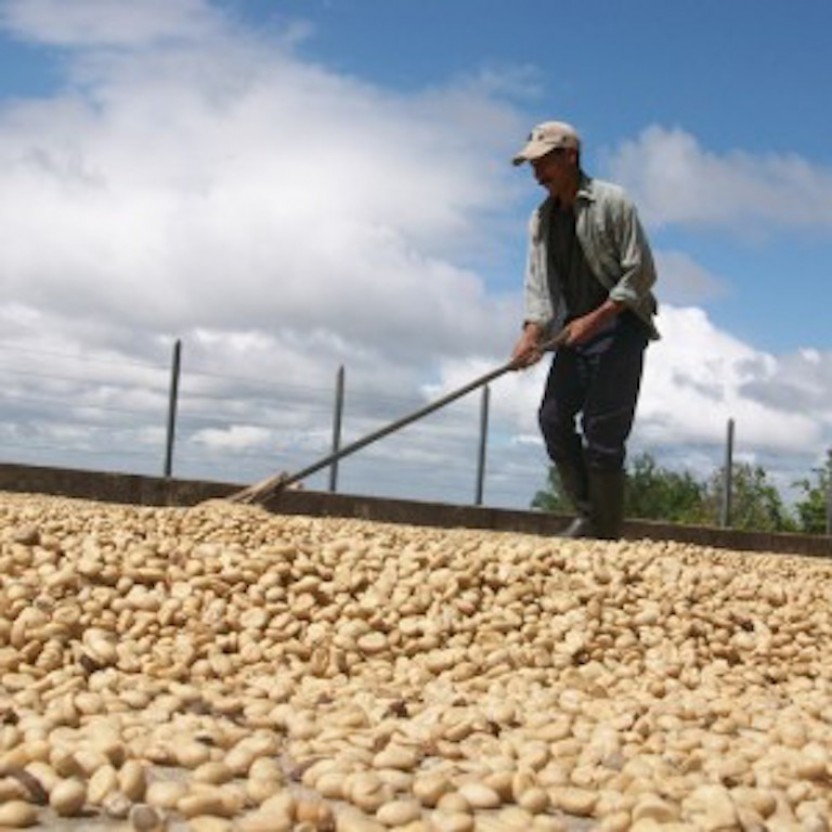 Coffee Tour