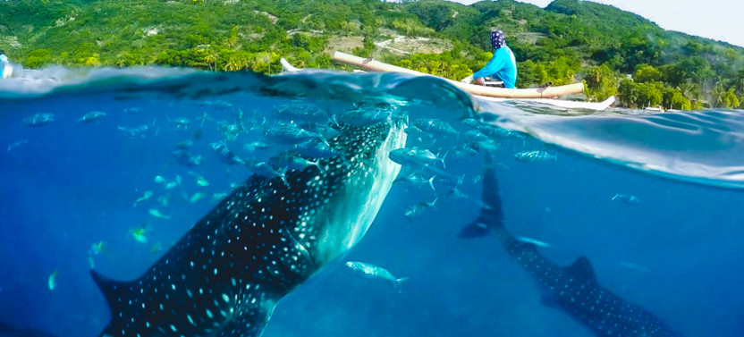 Oslob Whale Shark With Tumalog Falls