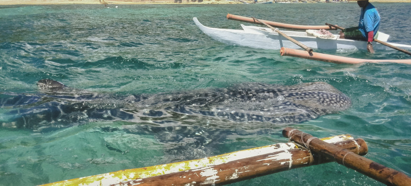 Oslob Whale Shark With Tumalog Falls