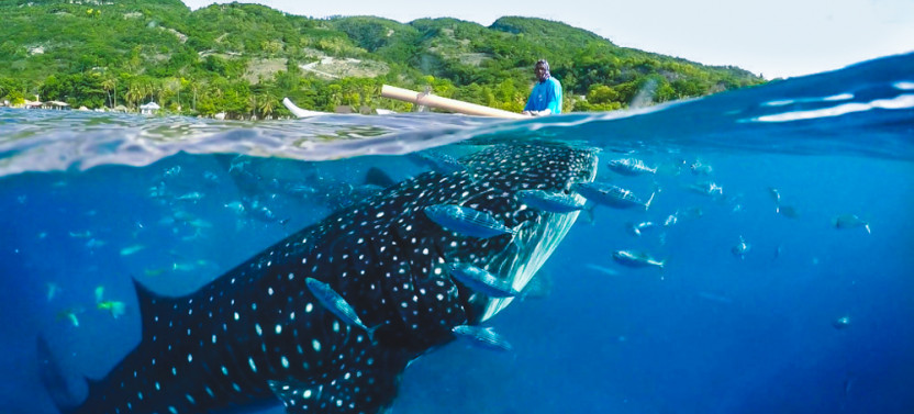 Oslob Whaleshark With Aguinid Waterfalls