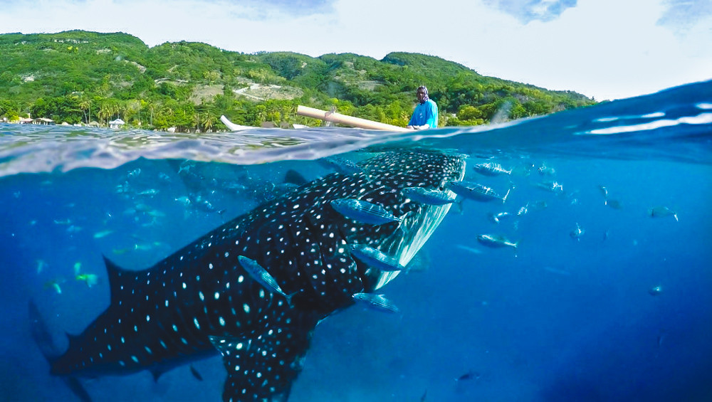 Oslob Whaleshark With Aguinid Waterfalls