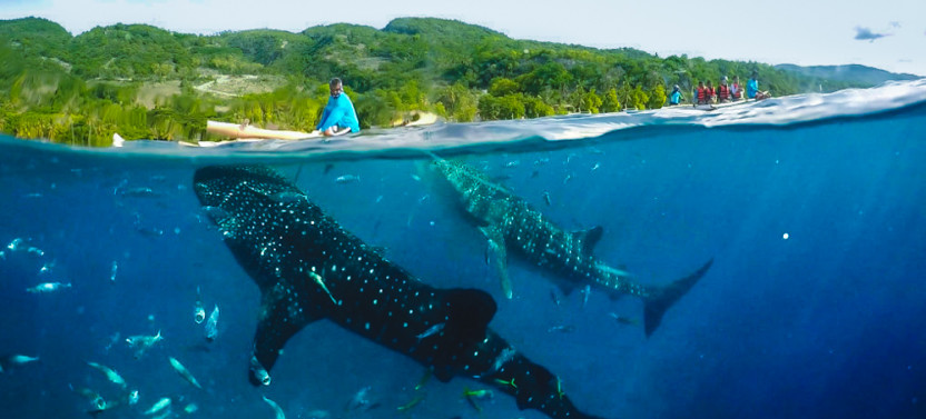 Oslob Whaleshark With Sumilon Island