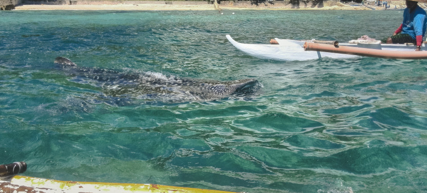 Oslob Whaleshark With Sumilon Island