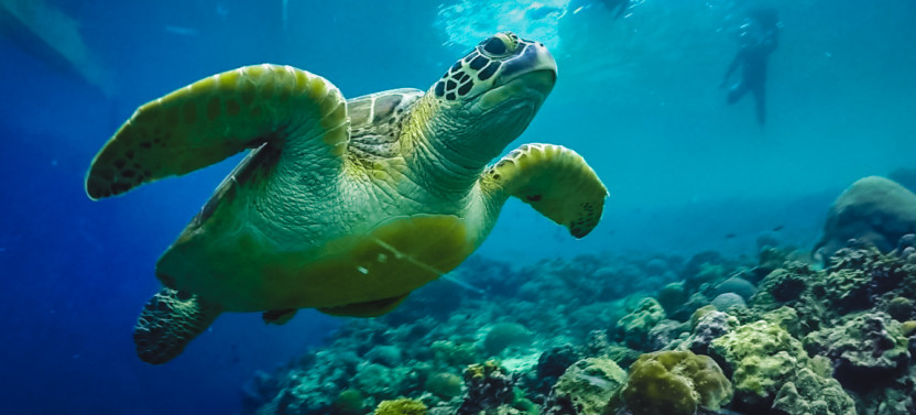 Badian Canyoneering With Moalboal Island Hopping