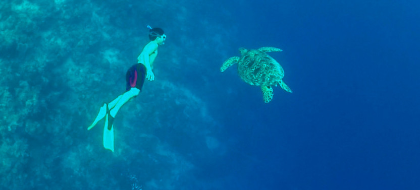 Moalboal Sardine Run, Pescador Island And Kawasan Falls Tour