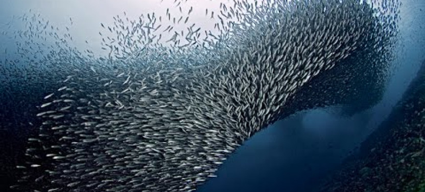 Moalboal Sardine Run, Pescador Island And Kawasan Falls Tour
