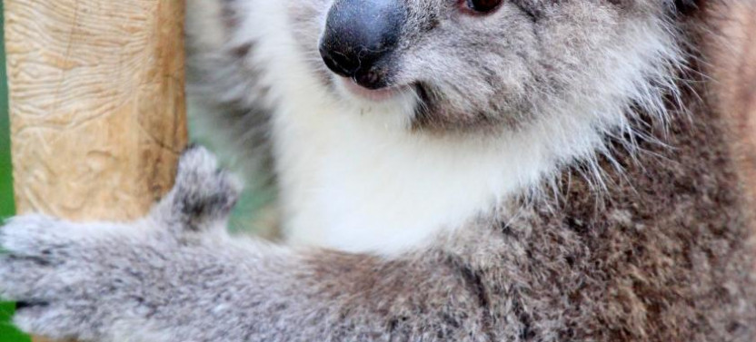 Puffing Billy and Healesville Sanctuary Scenic Bus Tour