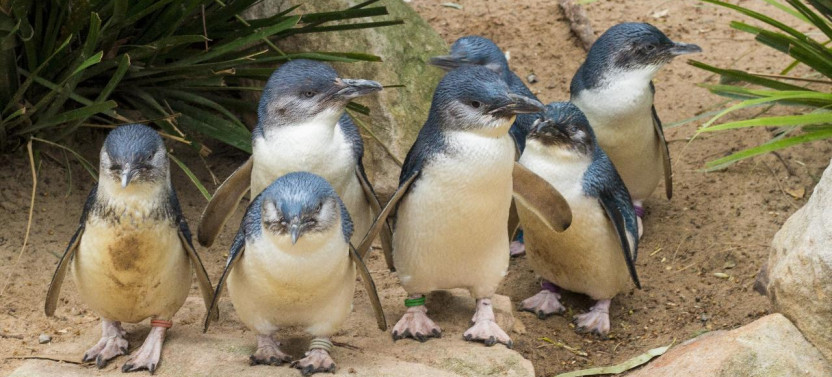 Phillip Island Wildlife and Brighton Beach Boxes Bus Tour