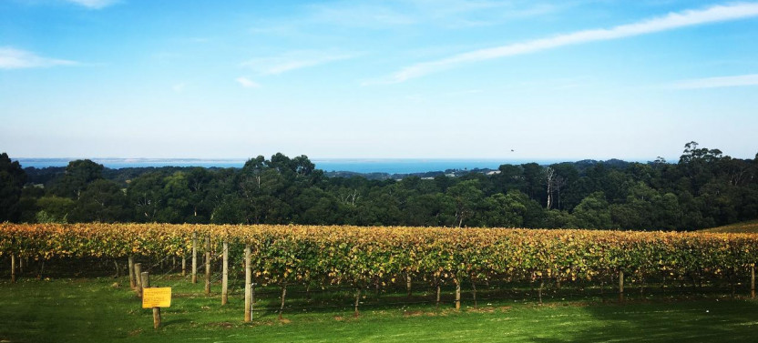 Mornington Peninsula Winery Private Car Tour + Lunch With Wine