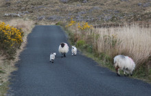 Wild Atlantic Way Day Tours19