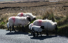 Wild Atlantic Way Day Tours20